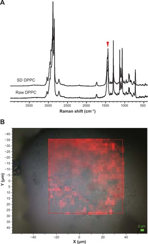 Figure 11 (A) Raman spectra obtained via confocal microscopy of raw dipalmitoylphosphatidylcholine (DPPC) and formulated spray-dried (SD) DPPC at 100% pump rate. The colored arrowhead shows the mapped bands. (B) Raman spectroscopic mapping showing the area of the Raman bands between 1400 and 1520 cm−1 (brighter-red colors indicate greater area) superimposed on a bright-field optical image of the surface of a particle of formulated SD DPPC (100% pump rate).
