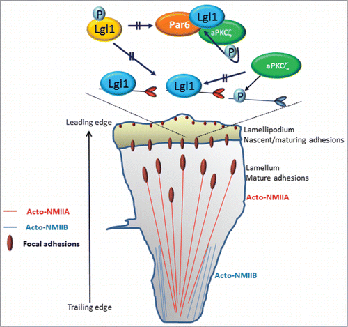 Figure 2. Model summarizing the role of Lgl1, NMIIA, NMIIB, and Par6-aPKCζ in establishing front-back polarity in migrating cells. NMIIA and NMIIB reside outside of protrusions and are absent from the lamellipodium. MIIA controls cell protrusion and the dynamics and size of adhesions. In contrast, MIIB establishes front-back polarity. Lgl1 interacts with NMIIA in the lamellipodium, inhibiting NMIIA filament assembly at this region, thereby confining NMIIA activity to the lamellum. During protrusion, adhesions initially assemble as puncta in the lamellipodia; their formation is driven by actin polymerization. In the lamellum, the activities of both actin and NMIIA are necessary for the initial elongation and maturation of the adhesions. The complex Lgl1-Par6-aPKCζ resides in the leading edge of the cell. Upon phosphorylation by aPKCζ, Lgl1 is released from the cell leading edge to the lamellipodium, where it undergoes dephosphorylation, allowing its interaction with NMIIA and inhibiting NMIIA filament assembly. Lgl1 forms in two distinct complexes, NMIIA-Lgl1 and Par6-aPKCζ-Lgl1, because NMIIA and aPKCζ compete to bind to the same region on Lgl1. The lamellipodial aPKCζ phosphorylates NMIIB, preventing its assembly in this region, thus restricting its activity to the cell trailing edge.