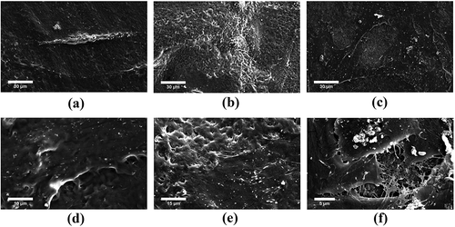 Figure 5. SEM micrographs of primary human osteoblast (HOB) cells on PHEMA/PCL-nCHA composite coating surface with (a) 0 wt.% nCHA (b) 5 wt.% nCHA and (c) 10 wt.% nCHA after 3 days in cell culture, (d) 0 wt.% nCHA (e) 5 wt.% nCHA and (f) 10 wt.% nCHA after 14 days in cell culture.
