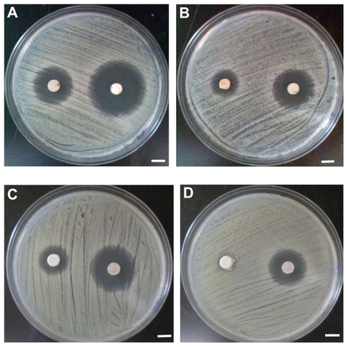 Figure 6 Antibacterial tests of H3-1 and H3-3. (A) Day 1 H3-3 (left) and H3-1 (right); (B) day 2 H3-3 (left) and H3-1 (right); (C) day 3 H3-3 (left) and H3-1 (right); and (D) day 4 H3-1 (H3-3 was discarded). Bar: 5 mm.
