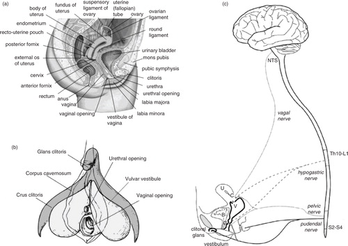 Fig. 1 Human female genital anatomy and neurophysiology. (a) Cross-section of the human female genital and pelvic region. (b) The clitoral complex in relation to the urethra, vulva, and vagina. (c) Sensory nerve input to the spinal cord and brain from the genital and pelvic region, including pudendal, pelvic, hypogastric, and vagal nerve innervation. G, G-spot; C, cervix; V, vagina; B, bladder; U, uterus. Adapted from Pfaus et al. (Citation2015) and reprinted with permission.