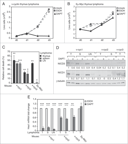 Figure 7. Eμ-v-cyclin lymphoma cells are dependent on Notch signaling. (A) Number of live cells in a representative Eμ-v-cyclin lymphoma cell line left untreated (mock), or treated with a vehicle control (EtOH) or 10 μM DAPT for 3 d (d0–d3). (B) Number of live cells in control Eμ-Myc lymphoma cells treated as in (A). (C) Cell death in Eμ-v-cyclin lymphoma cell lines (v-cyc1, v-cyc2, v-cyc3) and in a control Eμ-Myc cell line (Eμ-Myc), all treated with 10μM DAPT for 2 d. Dead cells in the corresponding vehicle (EtOH) treated samples are subtracted from the DAPT-treated samples as a background. LN = lymph node. (D) Immunoblotting using anti-NICD3 and -NICD1 antibodies from extracts prepared from Eμ-v-cyclin lymphoma cell lines (v-cyc1, v-cyc2, v-cyc3) treated as in (C). Quantifications of the signals are shown under blots and are normalized to γ-tubulin, which serves as a loading control. T = thymus, S = spleen, LN = lymph node. (E) Hes1 mRNA levels analyzed by qRT-PCR in Eμ-v-cyclin lymphoma lines (v-cyc1, v-cyc2, v-cyc3) and in the control Eμ-Myc lymphoma line after vehicle (EtOH) or 10 μM DAPT treatment for one day. Expression levels are normalized to vehicle-treated Eμ-v-cyclin thymic lymphoma cells (v-cyc1). T = thymus, S = spleen, LN = lymph node. Scale bars in (B): 50 μm. Error bars in (C) and (E): s.e.m., n = 3. p-values: *P < 0.05, **P < 0.01, ***P < 0.001.