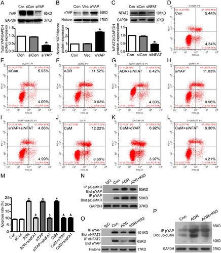 Figure 4. CaMKII may regulate RTEC apoptosis through YAP/NFAT2. (A) Total YAP protein expression was reduced to approximately 40.0% in YAP-siRNA-treated culture RTECs (p < 0.05). (B) In cultured RTECs, nuclear YAP protein expression increased to approximately 253.7% in the oYAP (overexpressed YAP plasmids) group (p < 0.05). (C) Total NFAT2 protein expression decreased to approximately 45.0% in NFAT2-siRNA-treated cultured RTECs (p < 0.05). (D–F, H, J) RTECs were stained with Annexin V/PI for flow cytometry analysis. The cell apoptosis rate increased significantly in ADR-, siYAP (YAP-siRNA)-, or CaM (CaMKII activator)-treated RTECs compared with that in the Con (controls) or siCon (blank siRNA control) groups (p < 0.05). (G, I, K-M) Cell apoptosis was significantly alleviated by using NFAT2-siRNA in ADR-, YAP-siRNA-, or CaM-treated RTECs (p < 0.05). Cell apoptosis was significantly alleviated by overexpressing YAP in CaM-injured RTECs (p < 0.05). (N) Co-immunoprecipitation results showing that cytoplasmic protein pCaMKII (phosphorylated CaMKII) and pYAP (phosphorylated YAP) were bound to each other. (O) Co-immunoprecipitation results showing that the nuclear proteins YAP (dephosphorylated YAP) and NFAT2 were bound to each other. (P) Ubiquitinated pYAP in the cytoplasm was detected using immunoprecipitation and western blot analysis. Mean ± SE, n = 6. *p < 0.05 vs. Con or siCon. #p < 0.05 vs. ADR. $p < 0.05 vs. siYAP. &p < 0.05 vs. CaM. There was no statistically significant difference among the Con, siCon, ADR + siNFAT, siYAP + siNFAT, CaM + oYAP, and CaM + siNFAT groups.