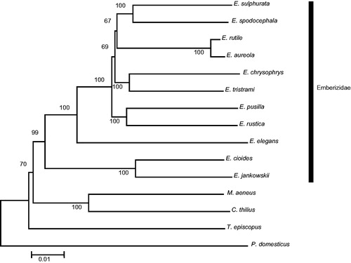 Figure 1. A phylogenetic tree of 11 Emberizidae species based on K2P parameters constructed using the Neighbour-Joining algorithm using MEGA 6.0 software. Bootstrap replicates were performed 1000 times. GenBank accession numbers: Emberiza aureola, KF111713; E. cioides, KF322027; E. chrysophrys, HQ896034; E. jankowskii, KP738714; E. pusilla, KC407232; E. rustica, KC831775; E. rutile, KC952874; E. spodocephala, KC758647; E. sulphurata, this study; E. tristrami, HQ896035; Chrysomus thilius, JX516069; Molothrus aeneus, JX516067; Passer domesticus, KM078784; Tangara episcopus, KM078765.