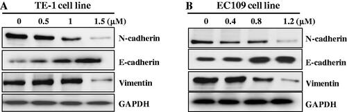 Figure 6. Compound C6 regulated EMT pathway against TE-1 (A) and EC109 (B) cells.