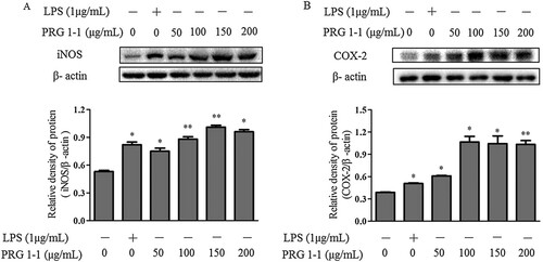 Figure 3. Effects of PRG1-1 on the expression of iNOS (A) and COX-2 (B) in RAW264.7 macrophage cells. Cytoplasmic proteins were extracted from cells stimulated with PRG1-1 (0, 50, 100, 150 and 200 μg/mL) or with 1 μg/mL LPS.