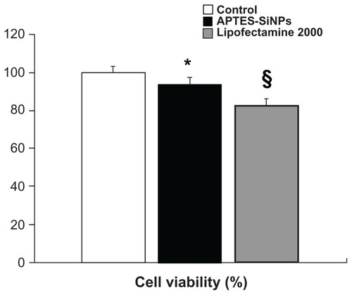 Figure 3 Cell viability assay. Cytotoxicity of Lipofectamine® 2000 and APTES-SiNPs on human vascular smooth muscle cells. After 48 hours of incubation, cell viability was measured by flow cytometry. Silicon nanoparticles had negligible toxicity to human vascular smooth muscle cells compared with Lipofectamine 2000.Notes: *P < 0.05 for APTES-SiNPs versus control; §P < 0.05 for Lipofectamine 2000 versus APTES-SiNPs.Abbreviations: APTES, aminopropyltriethoxysilane; SiNPs, silicon dioxide nanoparticles.