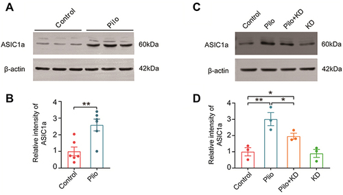 Figure 5 The expression of ASIC1a protein in the hippocampus of rats with chronic seizures and the effect of the KD on it. (A) Representative Western blot images of ASIC1a in the control and Pilo groups. (B) Densitometric analysis of hippocampal ASIC1a expression in the control and Pilo groups (n=6 rats/group). (C) Representative Western blot images of ASIC1a in the control, Pilo, Pilo+KD and KD alone groups. (D) The densitometric analysis of the Western blot protein showed that recurrent seizures increased and that the KD suppressed the ASIC1a protein expression (n=3 rats/group). All values were normalised to the control samples and presented as mean ± SEM. *, **Represent P < 0.05 and P < 0.01, respectively. Abbreviations ASIC1a, acid-sensing ion channel 1a.