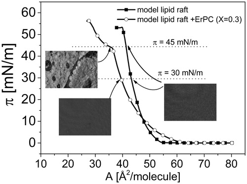 Figure 5. Surface pressure (π)–area (A) isotherms for monolayer mimicking lipid raft and lipid raft with ErPC (X = 0.3) together with BAM images at 30 mN/m and 45 mN/m.