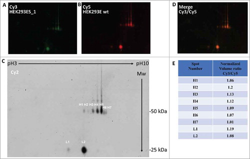 Figure 3. 2D-DIGE analysis of antibodies produced by HEK293E and HEK293ES_1 cells. The Figure shows the bi-dimensional separation of labeled B9x preparations from HEK293ES_1 (Cy3, panel A), or from wt HEK293E (Cy5, panel B) cells. The enlarged panel C shows a 1:1 mixture of the two preparations (Cy2-labeled), in which the relevant spots are indicated (H1 to H7 for the heavy chain; L1 to L2 for the light chain). The panel D shows the merged image of panels A and B; the spot volume ratios for Cy3 vs. Cy5 samples, normalized according to the volumes of the Cy2 label, as from a differential in-gel analysis (DIA) software, are indicated in the panel E.