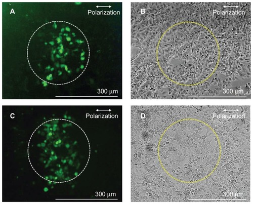 Figure 4 Fluorescence (A and C) and phase contrast (B and D) images of A431 cells perforated by using antibody-conjugated polylactic acid spheres irradiated by a single fs laser pulse at 1.06 J/cm2 in the presence of fluorescein isothiocyanate-dextran (A and B) and Alexa Fluor-labeled small interfering RNA (C and D).Note: Dashed circles (300 μm diameter) indicate the laser irradiated area.Abbreviation: fs, femtosecond.