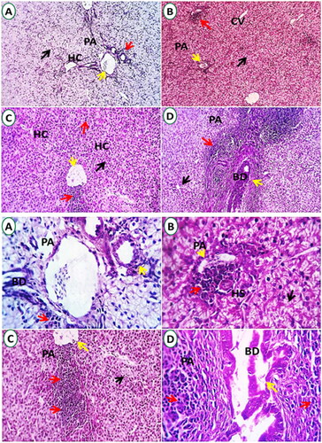 Figure 1. Photomicrographs of liver sections from chickens administered frankincense oil (FKO) at 0 mg kg−1 (A), 200 mg kg−1 (B), 400 mg kg−1 (C), and 600 mg kg−1 (D) exhibited typical histomorphological structures, like portal area (PA, yellow arrow), hepatocytes (HC, black arrow) which are perceived as a small masses around the Central veins (CV), a few round cells are seen as a natural immune response around the portal area (PA, arrow). mild to moderate portal lymphoplasmacytic aggregations (red arrows) and biliary proliferation (BD, yellow arrow) were seen in the FKO600 group. Each group with two magnification powers; H&E × 100, × 400.