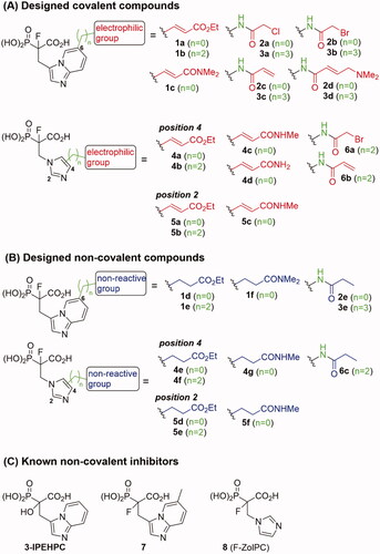 Figure 1. Structures of the studied compounds: (A) potential inhibitors with the covalent mode of action and (B) the non-covalent control analogues, derived from analogues with the non-covalent mechanism of action (C).