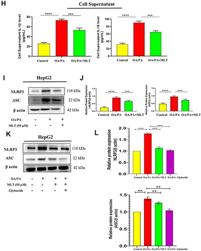 Figure 3 MLT impairs HFD-mediated inflammasome activation. (A) Western blot analysis of inflammasome assembly protein NLRP3 and ASC from the liver of different mice groups. (B) The bar graph showed the quantification of NLRP3/β actin and ASC /β actin, respectively. (C) Representative immunofluorescent images showed NLRP3 and ASC expression in mouse liver depending on the different treatments. Scale bar = 50 μm. (D) The bar graph represents quantification of the fluorescence intensity of NLRP3 and ASC shown in the different groups. (E) level of IL-1β and IL-18 was analyzed by ELISA from different mice groups. (F) Western blot analysis of pro-inflammatory cytokines (Caspase 1, IL-1β, and IL-18) in the serum of different groups. (G) The bar graph showed the quantification of Caspase 1/Transferrin, IL-1β /Transferrin, and IL-18/Transferrin, respectively. (H) ELISA of IL-1β and IL-18 in cell supernatant of OA/PA administered HepG2 cells, with or without MLT (I) Western blot analysis of NLRP3 and ASC in the OA/PA administered HepG2 cells, with or without MLT. (J) The bar graph showed the quantification of NLRP3/β actin and ASC /β, respectively in FFA treated HepG2 cell lysates. (K) Glyburide was treated with OA/PA in a different set of the experiment as a positive control and NLRP3 protein expression is shown by Western blot analysis. (L) The bar graph represents the relative protein expression of NLRP3/β actin. The values indicate the mean ± SEM (n=3), *p < 0.05, **P< 0.01, ***P<0.001, ****P<0.0001.