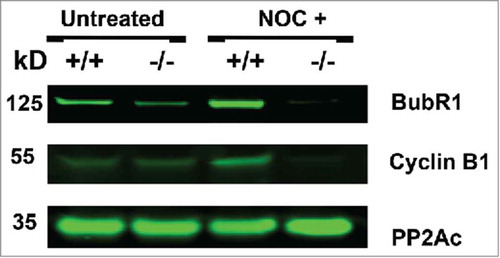 Figure 7. Nocodazole treatment of B56γ- MEFs depletes BubR1 and Cyclin B. Western blot analyses were performed on protein extracts from synchronized wild type (+/+) and B56γ- (−/−) MEFs. Less BubR1 is present in untreated B56γ- MEFs than in wild type MEFs. BubR1 and Cyclin B1 were not detected in the nocodazole treated B56γ- MEFs. No change was observed in the expression of the catalytic subunit of PP2A. Data are representative of 3 experiments, using 3 B56γ- and B56γ+ MEF extracts.