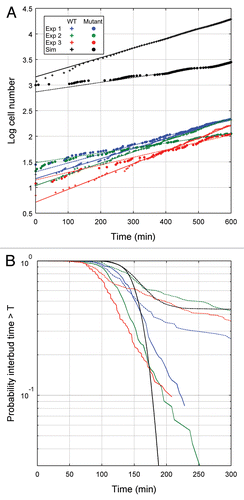 Figure 3 Comparison of wild-type and mutant cell growth in raffinose in experiments and simulations. (A) For each of three separate experiments (1 = blue, 2 = green, 3 = red) and simulation (black) the initial number of cells is plotted at t =-and at each bud event (division event for simulations) thereafter the number of cells is increased by one for wild-type (+) and mutant strains (•). The lines are least-squares fits to the points for t > 300 min (solid: wild-type, dashed: mutant). (B) Probability that the time between buds is greater than a specified time for the three experiments and a simulation depicted in (A). Line colors and styles correspond to the same datasets shown in (A).