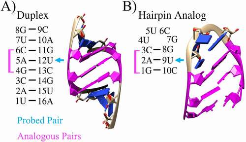 Figure 1. Unmodified 2D and 3D structures. For the A) duplex and B) hairpin, analogous regions are highlighted in magenta and the experimentally probed base pair is denoted with a blue arrow. Nucleotides are numbered from 5ʹ to 3ʹ ends