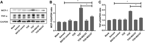 Figure 4 Protein levels of TNF-α and MCP-1. (A) showed the Western blot results of renal TNF-α and MCP-1. (B and C) showed the optical density values of TNF-α and MCP-1, respectively. Compared to solvent control group, MCP-1 and TNF-α were significantly decreased in TCE sensitized positive mice. But BQ123 reduced the expression of MCP-1 and TNF-α in TCE+BQ123 sensitized positive group compared to TCE sensitized positive group. *P<0.05.