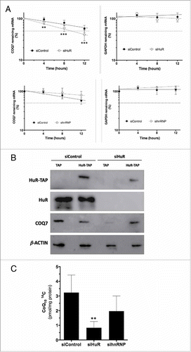 Figure 4. HuR silencing, but not hnRNP C1/C2 silencing, regulates COQ7 mRNA stability and CoQ10 biosynthesis. (A) The half-lives of COQ7 and GAPDH mRNAs after silencing HuR (upper panel) or hnRNP C1/C2 (bottom panel) were measured by incubating cells with actinomycin D, extracting total RNA at the times shown, and measuring mRNA levels by RT-qPCR analysis. The data were normalized to 18S rRNA levels and represented as a percentage of the mRNA levels measured at time 0, before adding actinomycin D, using a semilogarithmic scale. mRNA half-life was calculated as the time required for each mRNA decrease to 50% of its initial abundance (discontinuous horizontal line). (B) MRC-5 cells were transfected with a siRNA targeting the HuR 3′UTR (siHuR), or a control siRNA (siControl), along with either TAP- or HuR-TAP-expressing vectors. HuR-TAP is a chimeric protein expressed from a cDNA that lacks the HuR 3′UTR; the levels of endogenous (HuR) or ectopic (HuR-TAP) HuR, COQ7, and loading control β-actin were tested by Western blot analysis. (C) CoQ10 biosynthesis rate. HuR-silenced and hnRNP-silenced cells were incubated (24 h) with radiolabeled CoQ10 precursor (pHB). Cells were subjected to a lipid extraction and separation by HPLC coupled to radioactivity detector to quantify 14C CoQ10. All data represent the means ± SD of 3 independent experiments. siControl vs. siHuR ** p < 0.01, *** p < 0.001.