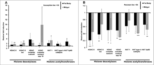 Figure 5. Expression of genes encoding HDACs and HATs in the midgut and fat body of Bt-resistant and susceptible G. mellonella larvae infected with Bt. Transcriptional activation of genes encoding HDAC 8, HDAC 8 iso, HDAC complex, HDAC sap18, HAT1, HAT type b and HAT tip60 in the midgut and fat body of (A) Bt infected susceptible line (# p < 0.05, ## p < 0.005– compared with fold expression in the midgut and fat body of uninfected susceptible line) and (B) Bt-infected resistant G. mellonella larvae (# p < 0.05, ## p < 0.005, ### p < 0.0005– compared with fold expression in the midgut and fat body of uninfected resistant line). The values were normalized to the expression profile in the midgut and fat body of corresponding uninfected resistant and uninfected susceptible larvae. The 18S rRNA housekeeping gene was used for internal data normalization. Data are means of 3 independent experiments with standard deviations