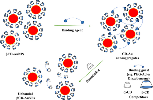 Figure 7 The representation of the aggregation and the competitive dissociation of smart AuNPs-β-CD via the addition of either guest molecules (ie, PEG-Ad or diazo) causing aggregation, or α-CD as compotator host molecules.