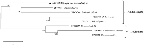 Figure 1. Molecular phylogeny of hydrozoans. The tree was reconstructed using concatenated amino acid sequences of 13 mitochondrial protein-coding genes and the maximum-likelihood (ML) algorithm with the JTT matrix-based model in MEGA X software. Bootstrap proportions (BP) of the 1000 times replications were incorporated into the ML tree. The branch lengths are proportional to the scale given. Spirocodon saltatrix determined here represents with a black dot.