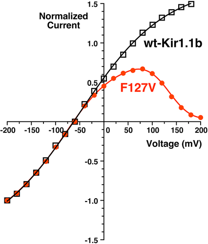 Figure 6. Positive membrane voltage suppresses whole-cell F127V outward currents (red) relative to wt-Kir1.1b (black) in a typical current-voltage relation. Data were normalized to maximum inward current to compensate for different expression levels of F127V and wt-Kir1.1b in oocytes. External bath: 10 mM K, zero Ca at pHo = 8.4 with acetate buffer. Internal oocyte [K] was not directly measured but was presumed close to its average nominal value of 100 mM. Other paired oocyte experiments yielded F127V and wt-Kir1.1b currents similar to Figure 6.