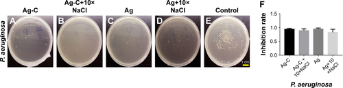 Figure S1 Plate counting photographs.Notes: Gram-negative Pseudomonas aeruginosa co-cultured with Ag-C and Ag alone or with 10× NaCl in vitro for 3 h (A–E). The corresponding inhibition rates of the formulations with the bacteria, respectively (F). There were no statistical differences between groups.Abbreviation: Ag-C, carbon membrane packaged Ag nanoparticles.