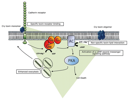 Figure 7 Proposed model for Cry toxin action. The univalent binding of Cry toxin monomer to BT-R initiates the progression of cell death by transmitting a death signal into the cell. A signal transduction pathway, involving G protein (Gα) adenylyl cyclase (AC) and protein kinase A (PKA), is activated. Activation of the signaling pathway mediates exocytosis of the BT-R receptor from intracellular vesicles to the cell membrane. The resulting enhanced display of BT-R on the cell surface facilitates recruitment of additional toxin molecules which, in turn, amplifies the original signal in a cascade-like fashion. The signaling kinase PKA modifies downstream molecules that promote the biochemical activities that destroy the cell. Toxin oligomers incorporated into the plasma membrane of living cells do not form lytic pores and are not toxic.