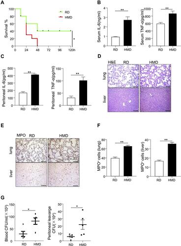 Figure 1 Methyl diets enhanced systemic inflammation and mortality in CLP-induced septic model. Mice were fed with HMD and RD for four weeks just after weaning time. (A) Survival rates of HMD and RND mice in CLP-induced septic model (n=10/group). (B, C) Serum levels of IL-6 and TNF-α (B) and peritoneal lavage fluid levels of IL-6 and TNF-α (C) were detected 24h after CLP in two groups of mice (n=4/group). (D, E) Representative lung and liver images of H&E and MPO staining of CLP-treated two groups of mice (200×). (F) The statistical quantification of MPO staining. G. Blood and peritoneal bacteria numbers of HMD and RND mice in the CLP-induced septic model. The data are shown as means ± SEM. *P < 0.05, **P < 0.01. Scale bars, 100 μm.