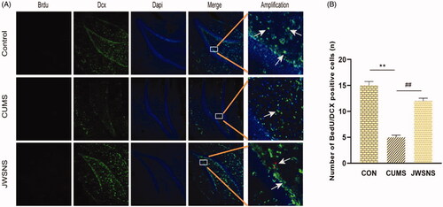 Figure 7. (A) BrdU/DCX positive cells in DG, red: BrdU, green: DCX, blue: DAPI. (B) Number of BrdU/DCX positive cells in DG (n = 5 per group). Data were expressed as the mean ± SEM. *p < 0.05, **p < 0.01, vs. control. #p < 0.05, ##p < 0.01, vs. CUMS.