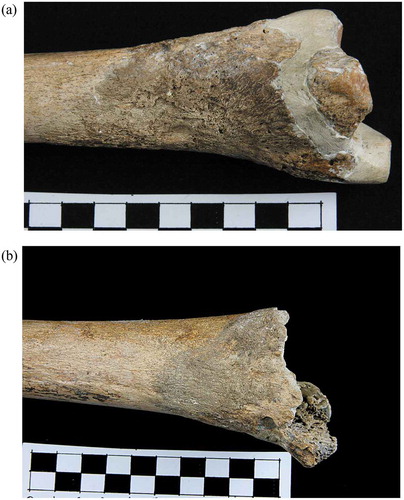 Figure 2. Examples of periosteal proliferation on LF1 (a) distal right tibia (posterior view); (b) distal left femur (posterior view) (Tilley Citation2015, 244).