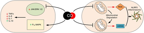 Figure 1. A schematic overview of the role of CO in the pathogenesis of COPD.