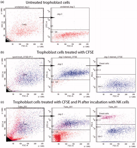 Figure 1. JEG-3 line trophoblast cells gating strategy after incubation with peripheral blood NK cells. (a) Trophoblast cells in FSC-SSC and FSC-FITC coordinates (negative control); (b) CFSE and propidium iodide solution treated trophoblast cells after incubation in complete culture medium in FSC-SSC and FSC-FITC coordinates (base death); (c) CFSE and propidium iodide solution treated trophoblast cells after incubation in presence of peripheral blood mononuclear cells containing NK cells in FSC-SSC and FSC-FITC coordinates (NK cells cytotoxic activity caused death).