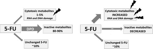 Figure 2 Effect of DPD deficiency on 5-FU metabolites.