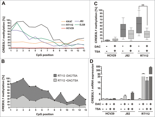 Figure 4. Demethylation of the CREB3L1 promoter correlates with CREBL1 re-expression in vitro. (A) Graph illustrating quantitative CREB3L1 promoter methylation level of 13 CpG sites in the normal bladder cell line HCV29 and 4 human bladder cancer cell lines. (B) Pyrosequencing-based analysis of the quantitative methylation ratio measured for 13 CpG dinucleotides within the CREB3L1 promoter region determined prior (-DAC / -TSA; dark-gray-filled) and after in vitro demethylation agents treatment (+DAC / +TSA; gray-filled). A pyrogram is representatively shown for the bladder cancer cell line RT112. (C) Box plot analysis that shows effective reduction of the median methylation ratio within the CREB3L1 promoter region in human bladder cancer cell lines RT112 and J82 after DAC/TSA treatment (+) compared to both non-treated cell lines (−) and unmethylated normal cell line HCV29. Methylation frequencies were measured by pyrosequencing mirroring a methylation ratio of 13 analyzed CpG duplets. Horizontal lines: grouped medians. Boxes: 25–75% quartiles. Vertical lines: range, peak and minimum; **P < 0.01. (D) Real-time PCR analysis for CREB3L1 mRNA expression based on equal in vitro demethylation samples demonstrating a clear CREB3L1 re-expression after treatment with both DAC and TSA (+) for all analyzed bladder cell lines. Non-treated cells were set to 1. Error bars: + s.e.m.