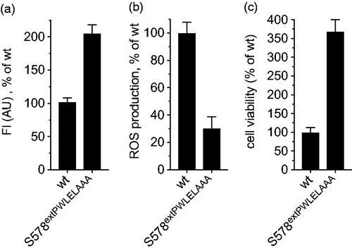 Figure 4 The insertion of the peptide PWLELAAA inhibits also human NOX4. Human NOX4 wild-type and mutant S578insPWLELAAA fused at the N-terminus to GFP were co-transfected with a plasmid carrying p22phox. (A) 48 h post-transfection, the expression of human NOX4 was evaluated by measuring GFP fluorescence with 488 nm excitation and 520 nm emission. (B) Activity measurements were performed by incubating the cells with Amplex Red and HRP; conversion to resorufin was measured after 40 min with 570 nm excitation and 585 nm emission. The value corresponding to the 40-min time point was plotted. (C) Cell viability was assessed 48 h post-transfection by counting the cells and the trypan blue exclusion. Experiments were repeated three times in duplicates. Data are presented as mean values ± SEM.