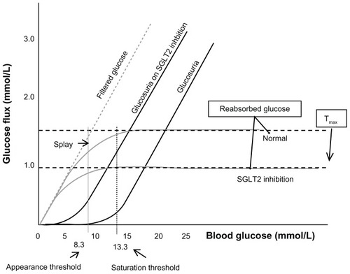 Figure 2 At plasma glucose concentration around 8.3 mmol/liter, glucose appears in the urine.