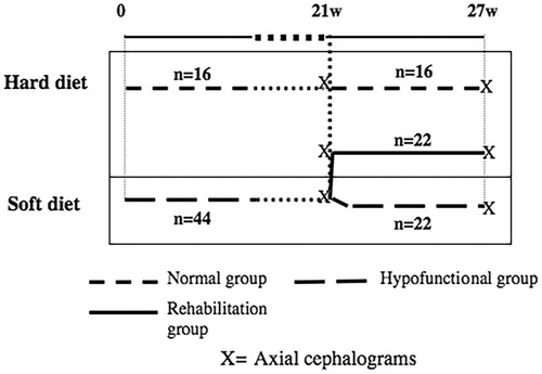 Figure 1. Experimental design.