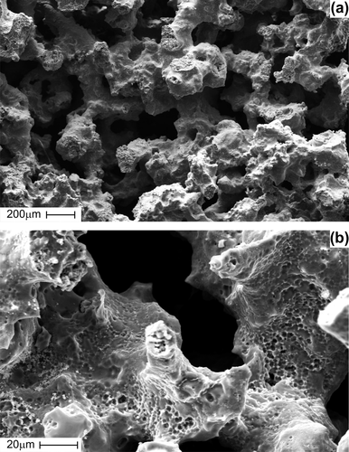 Figure 1. SEM images showing interconnected pores (a) and rough pore walls with micro-porous surface (b) of porous TiNi-based SMA scaffold.
