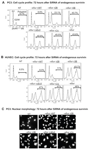 Figure 2 Effects of individual survivin variants on mitosis and cytokinesis after siRNA targeting the endogenous survivin. Representative FACS profile of PC3 (A) and human umbilical vein endothelial cells (B) showing survivin dependent effects as changes in cell cycle stages and polyploidy. Cell cycle stages, DNA content (2N, 4N, and ≤8N), percent polyploidy observed 72 hours after the siRNA targeting endogenous survivin, analyzed from 10,000 cells are marked. (C) Representative images showing nuclear morphology with increase in multilobed nuclei in PC3 cells as marked at 72 hours after siRNA detected by DAPI staining.