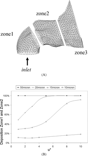 FIG. 5 (A) The anterior third of the nasal cavity that has been split into three zones for investigation. Zone 1 consists of the nostril inlet surface, zone 2 includes the nasal valve region and zone 3 is the beginning of the main nasal airway-the turbinate region. (B) Total deposition in zone 1 and zone 2 of the nasal cavity for different particle injection velocity. Particles were uniformly released from the nostril inlet surface, in the normal direction at different injected particle velocities, u*. Where u* = u pi /u g .