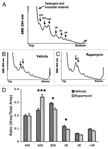 Figure 2. Acute treatment with rapamycin alters polysome profile in mouse muscle tissue. (A) Example muscle polysome profile. (B and C) representative muscle polysome profiles from vehicle (B) and rapamycin (C) treated mice. Arrows indicate 60S and 80S peaks. (D) Quantification of polysome peaks from vehicle and rapamycin-treated liver tissue. ***P < 0.001; *P < 0.05; 2-way ANOVA, Bonferroni post hoc test. For both groups, n = 6.