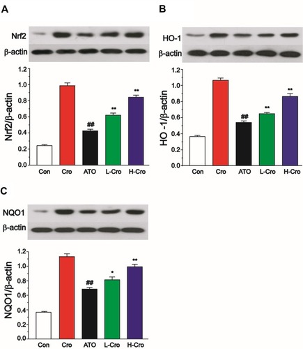 Figure 7 Effects of crocetin on Nrf2 (A), HO-1 (B), and NQO1 (C). β-actin antibody was used for equal protein loading. The values were presented as the mean ± SD (n = 3). ##p < 0.01 compared to control, *p < 0.05 and **p < 0.01 compared to the ATO-treated group.