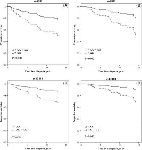 Figure 1. Cox proportional analysis survival curves for relapse-free survival (RFS) and breast cancer-specific survival (BCSS) subdivided according to rs4880 genotype (A and B, respectively) in 64 TAM treated patients, and RFS and BCSS according to rs13181 genotype (C and D, respectively) in 65 TAM treated patients.