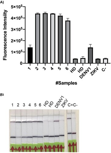 Figure 10. A–B. DENV detection in patient samples visualized by both fluorescence and lateral flow readout systems. (A) RT-RPA amplification followed by CRISPR-Cas12 detection was done on clinical samples: 1–6, positive for DENV according to qPCR assays; 7–8 obtained from healthy donors (HD). Fluorescence signal was measured after 140 min of reaction. DENV ssRNA from CDC was used as positive control. Cross reaction tests with ZIKV gRNA from was also performed. Reaction mixture without RNA input addition was used as negative control (C-). Bars show mean ± SEM (n = 2). (B) The lateral Flow assay was carried out, in parallel with the fluorescent measure, and pictures were taken after 5 min.