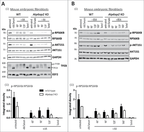 Figure 6. Reduction of the v-H+-ATPase V0 sector level interferes with amino acid-dependent activation of MTORC1. (A) Wild-type control and Atp6ap2 knockout MEFs were cultivated for 1 h in the absence of amino acids and serum to silence MTORC1 signaling. Then, the MTORC1 complex was activated in amino acid-containing DMEM for up to 2 h. Simultaneous treatment with Torin 1 (250 nM) was used to block MTORC1 activation. Basal MTORC1 activity was assessed under fed conditions (untreated). (i) Detection of the total and phosphorylated MTORC1 substrate RPS6KB and AKT1S1 in control and ATP6AP2-deficient MEFs following the stimulation with amino acids. TFEB phosphorylation correlated with the activation of RPS6KB and was decreased in amino acid-stimulated Atp6ap2 knockout cells. GAPDH and EEF2 served as loading controls. (ii) Ratios of p-RPS6KB to total RPS6KB were quantified from 3 independent experiments and are shown as means ± standard errors. (B) Reactivation of MTORC1 by extracellular application of BSA. Fibroblasts of both genotypes were starved for amino acids and serum for 1 h before cells were incubated with 3% (w:v) BSA for the indicated time periods to reactivate MTORC1 following intracellular digestion. (i) Addition of BSA was sufficient to trigger phosphorylation of RPS6KB as well as AKT1S1 regardless of the ATP6AP2 expression. Control samples were left untreated or incubated with the MTOR inhibitor Torin 1. (ii) Quantification of the signal intensities of p-RPS6KB to total RPS6KB depicted as means ± standard errors from 3 independent experiments.
