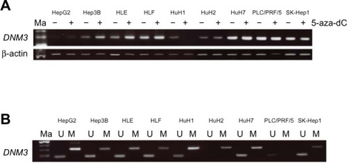 Figure 2 (A) Semi-quantitative RT-PCR revealed reactivation of DNM3 expression in three (Hep3B, HLE, and HuH2) of nine HCC cell lines. (B) MSP revealed complete methylation of DNM3 in HuH2, partial methylation in HepG2, Hep3B, HLE, HLF, HuH1, HuH7, and SK-Hep1 and no methylation in PLC/PRF/5 cells.