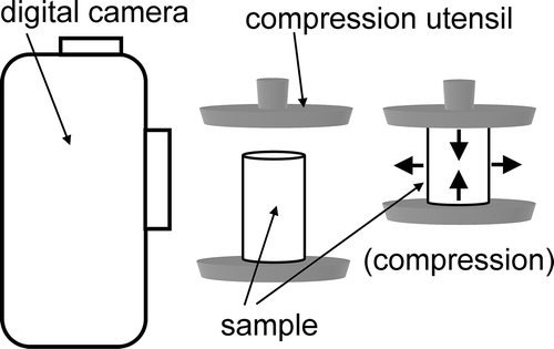 FIGURE 2 Elastic sample deformations and digital image capturing.