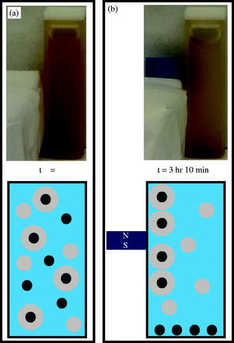 Figure 4. (a) The sample was agitated after UV exposure, thereby suspending bare IOMNPs, empty nanogels, and PNIPAM embedded IOMNPs in the water column. (b) Bare IOMNPs settle relatively fast under the influence of gravity. A static magnetic field can be made to isolate embedded IOMNPs, from the empty nanogels and bare IOMNPs, along the cuvette wall.